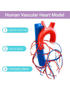 Modelo de Corazón Humano a Tamaño Real HADWYN 2
