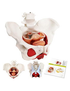 Modelo Anatómico de Pelvis Femenina EVOTECH 6-Partes