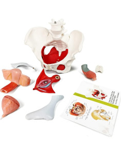 Modelo Anatómico de Pelvis Femenina EVOTECH 6-Partes 2