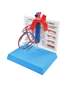 Modelo de Corazón Humano New Horizon 19.8x14.7 cm con Venas