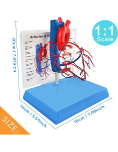 Modelo de Corazón Humano New Horizon 19.8x14.7 cm con Venas 2