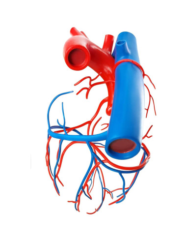 Modelo de Corazón Humano New Horizon 19.8x14.7 cm con Venas