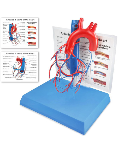 Modelo de Corazón Humano New Horizon 19.8x14.7 cm con Venas