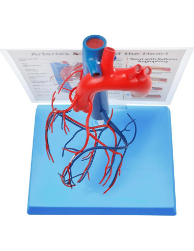 Modelo de Corazón Humano New Horizon 19.8x14.7 cm con Venas