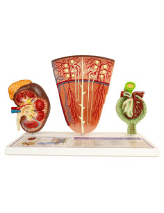 Modelo de Riñón MediTrainer con Nefrona y Glomérulo Humano