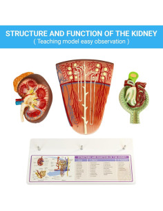 Modelo de Riñón MediTrainer con Nefrona y Glomérulo Humano 2