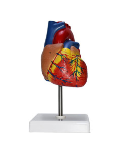 Modelo Anatómico Corazón Humano 2 Partes Haobase