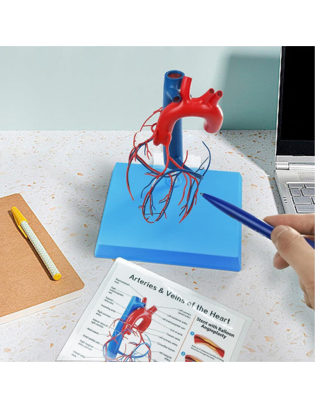 Modelo de Corazón Humano New Horizon 19.8x14.7 cm con Venas