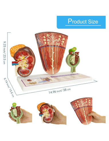 Modelo de Riñón MediTrainer con Nefrona y Glomérulo Humano