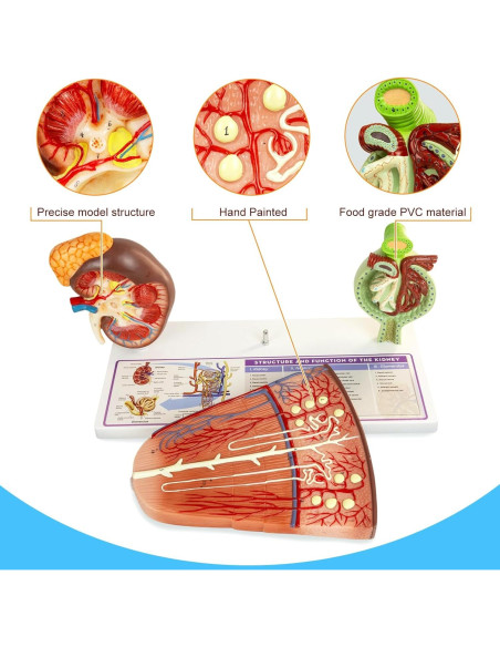 Modelo de Riñón MediTrainer con Nefrona y Glomérulo Humano