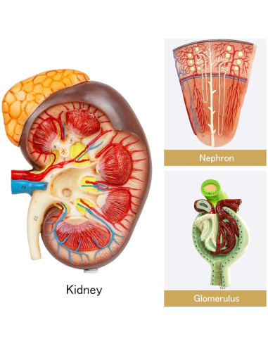 Modelo de Riñón MediTrainer con Nefrona y Glomérulo Humano