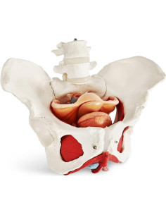 Modelo de Pelvis Femenina Benilev 1:1 con Músculos del Suelo Pélvico 2