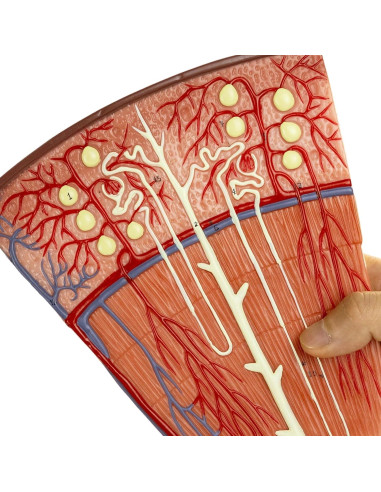 Modelo de Riñón MediTrainer con Nefrona y Glomérulo Humano