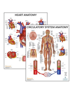 Conjunto de Pósters de Anatomía Circulatoria y Corazón 2 Pack