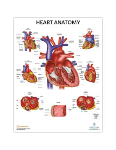 Conjunto de Pósters de Anatomía Circulatoria y Corazón 2 Pack 2