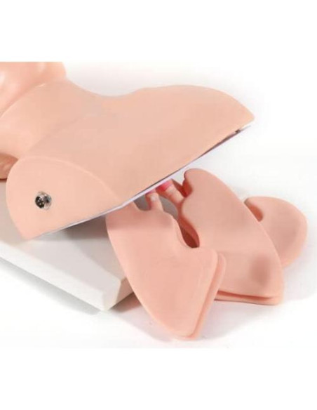 Maniquí de Intubación para Adultos BJTDLLX PVC 220V