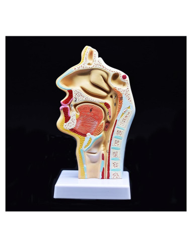 Modelo Anatómico Cavidad Nasal y Garganta XINDAM 24.8x14.4cm
