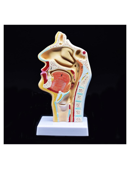 Modelo Anatómico Cavidad Nasal y Garganta XINDAM 24.8x14.4cm
