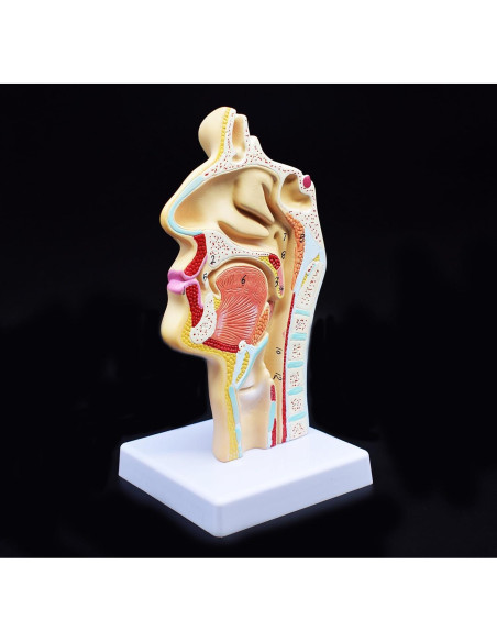 Modelo Anatómico Cavidad Nasal y Garganta XINDAM 24.8x14.4cm