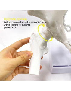 Modelo de Pelvis Femenina Flexible Realista con Bebé 46cm 2