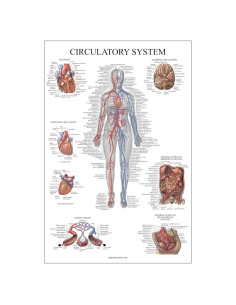 Póster Anatómico Sistema Circulatorio Palace Learning 46x61 cm