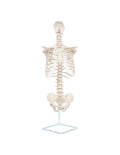 Modelo de Anatomía del Esqueleto Humano a Tamaño Real Axis Scientific