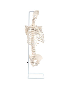 Modelo de Anatomía del Esqueleto Humano a Tamaño Real Axis Scientific 2