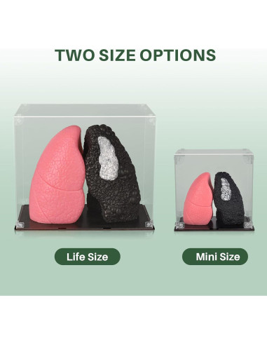 Modelo de Pulmón Saludable vs Fumador Ultrassist Mini 10.9cm