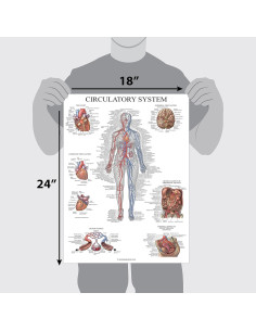 Póster Anatómico Sistema Circulatorio Palace Learning 46x61 cm 2