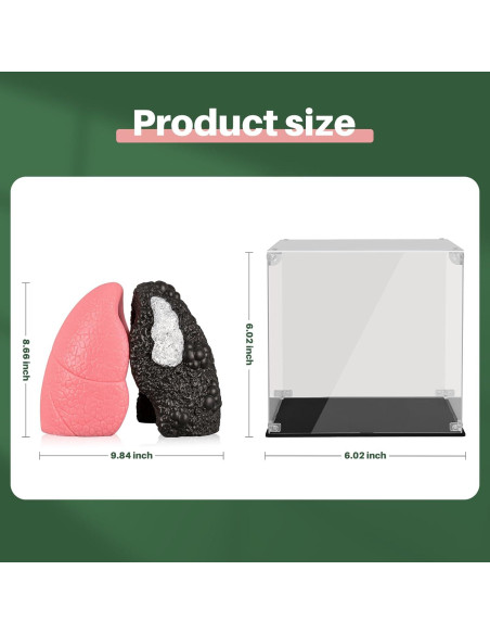 Modelo de Pulmón Saludable vs Fumador Ultrassist Mini 10.9cm