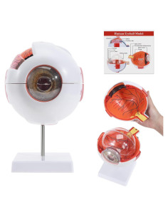 Modelo Anatómico de Ojo SKUMOD 7 Piezas con Manual Colorido