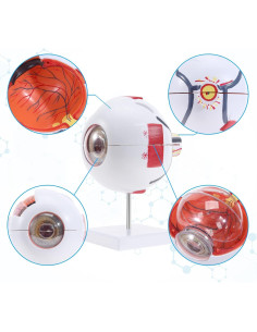 Modelo Anatómico de Ojo SKUMOD 7 Piezas con Manual Colorido 2