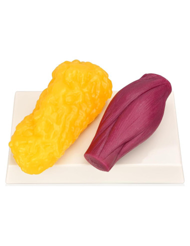 Réplica de Músculo y Grasa del Cuerpo Humano Skillssist 1.38kg