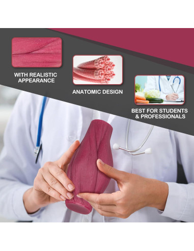 Réplica de Músculo y Grasa del Cuerpo Humano Skillssist 1.38kg