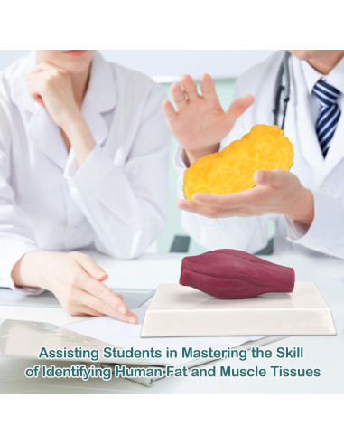 Réplica de Músculo y Grasa del Cuerpo Humano Skillssist 1.38kg