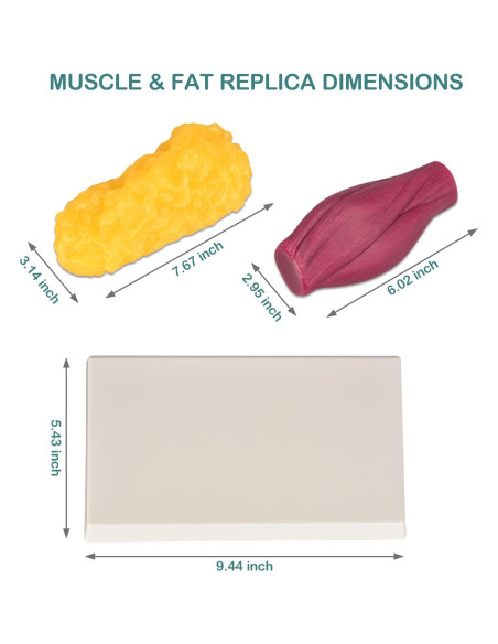 Réplica de Músculo y Grasa del Cuerpo Humano Skillssist 1.38kg