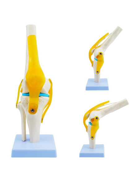 Modelo de Anatomía de Rodilla Humana QREBYQ 1:1 PVC
