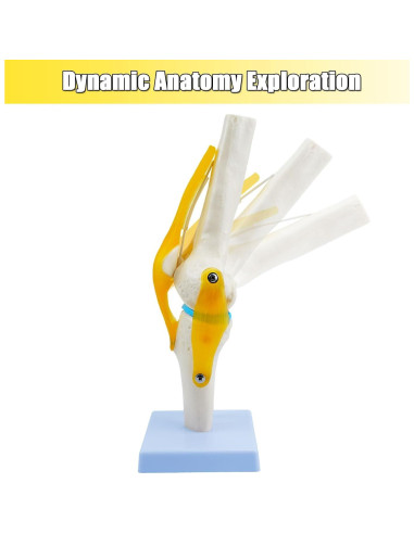 Modelo de Anatomía de Rodilla Humana QREBYQ 1:1 PVC