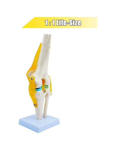 Modelo de Anatomía de Rodilla Humana QREBYQ 1:1 PVC