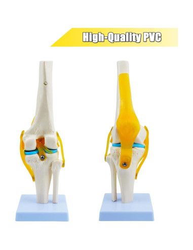 Modelo de Anatomía de Rodilla Humana QREBYQ 1:1 PVC
