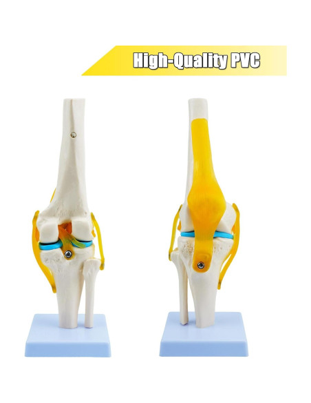 Modelo de Anatomía de Rodilla Humana QREBYQ 1:1 PVC