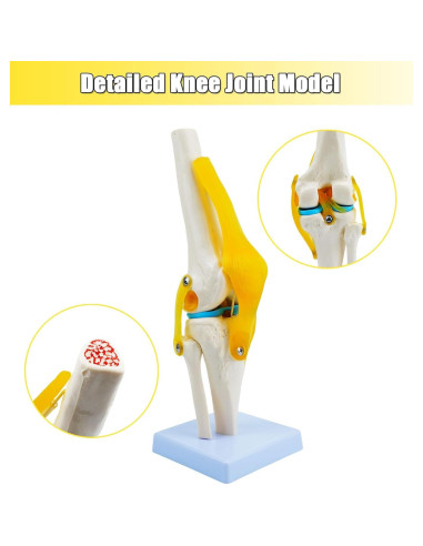 Modelo de Anatomía de Rodilla Humana QREBYQ 1:1 PVC