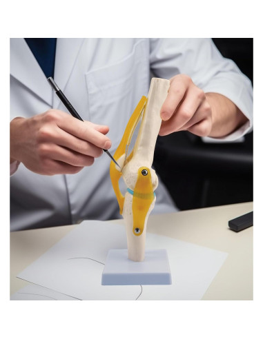 Modelo de Anatomía de Rodilla Humana QREBYQ 1:1 PVC