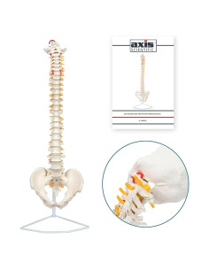 Modelo de Columna Vertebral a Tamaño Real Axis Scientific 31.75cm