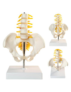 Modelo de Pelvis Masculina MediTrainer con Columna y 5 Vértebras