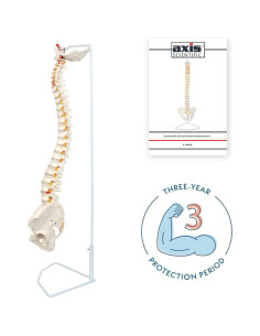Modelo de Columna Vertebral a Tamaño Real Axis Scientific 31.75cm 2