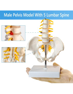 Modelo de Pelvis Masculina MediTrainer con Columna y 5 Vértebras 2