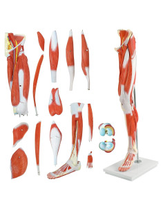 Modelo Anatomía Pierna Humana Evotech Scientific 14 Piezas