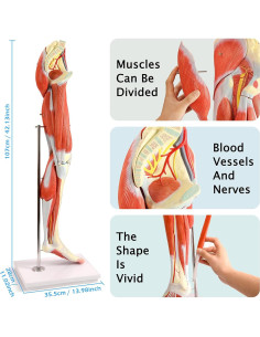 Modelo Anatomía Pierna Humana Evotech Scientific 14 Piezas 2
