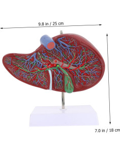 Modelo Anatómico de Hígado Humano Solustre 25x18cm 2